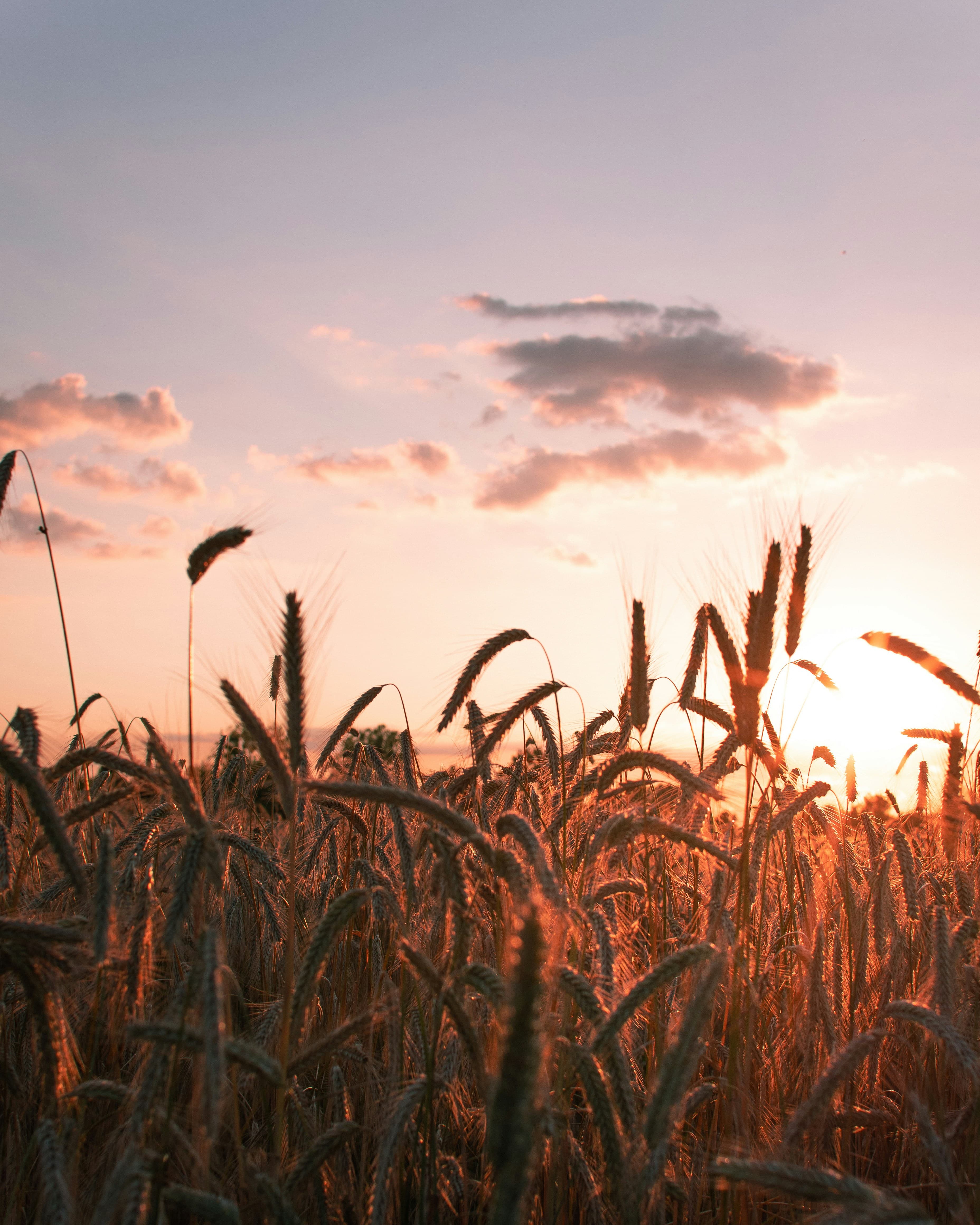 Deep Ecology: Lughnasadh