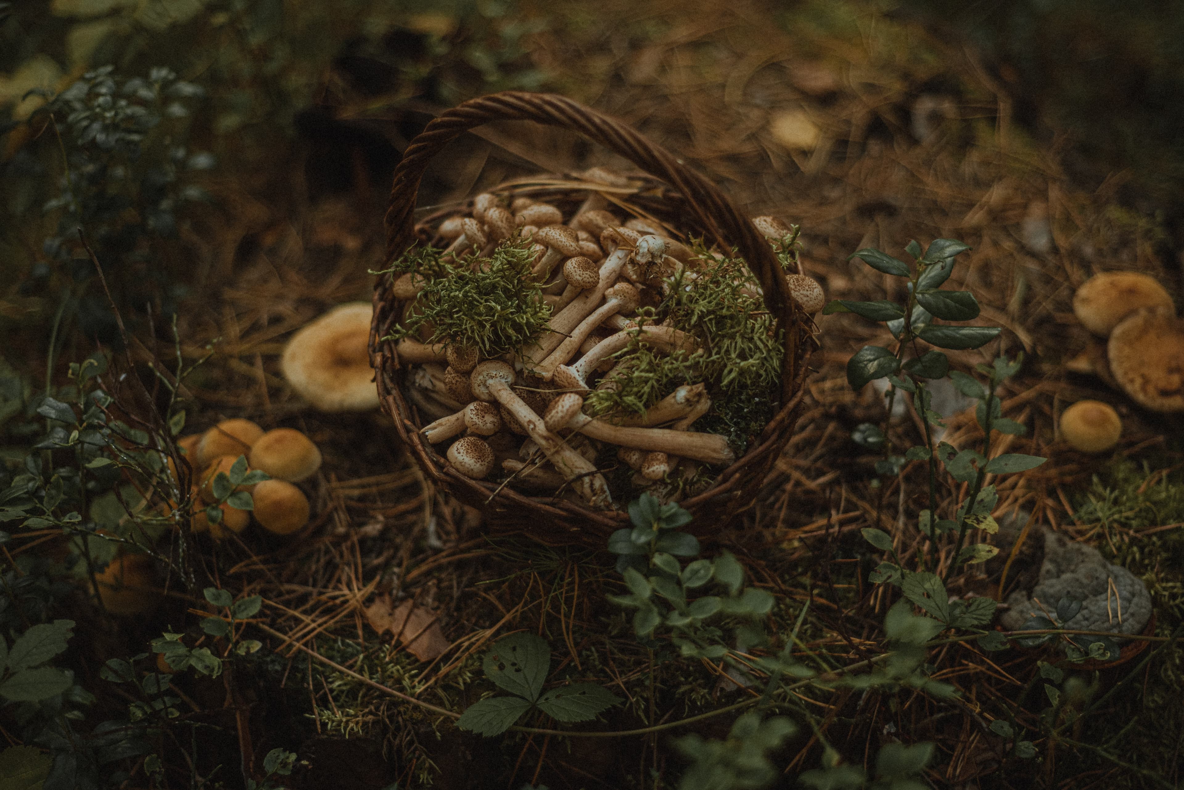 Willow Foraging Basket